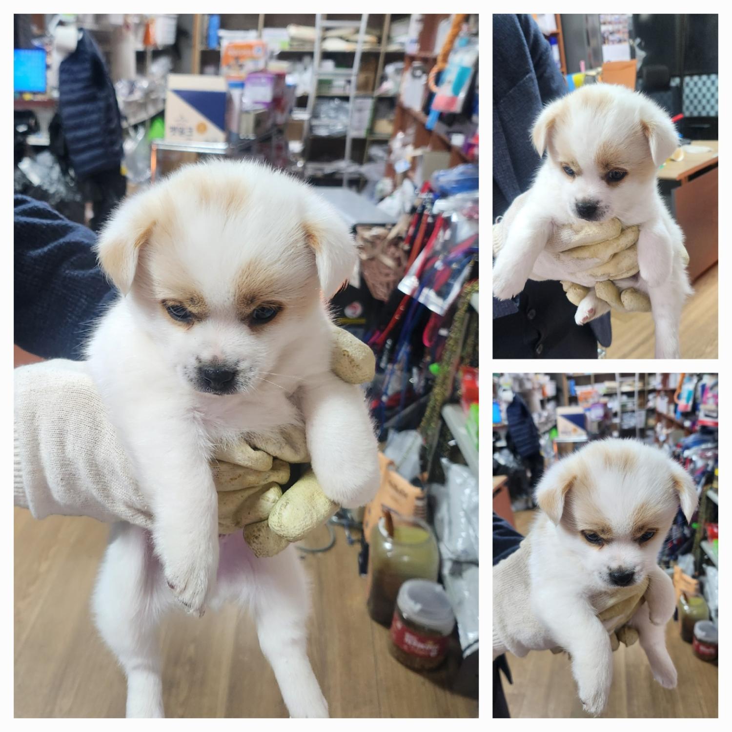 종합축산_447512202500166
