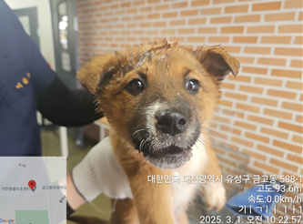 대전동물보호센터_430367202500052