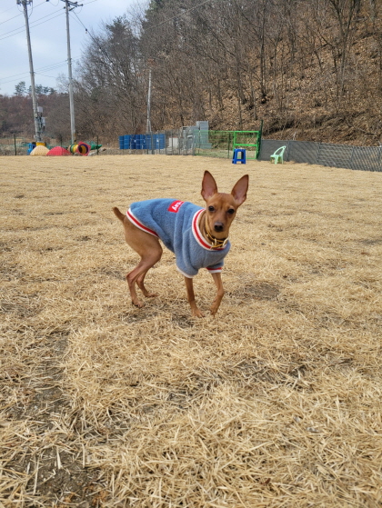 속초시유기동물보호소_442423202500024