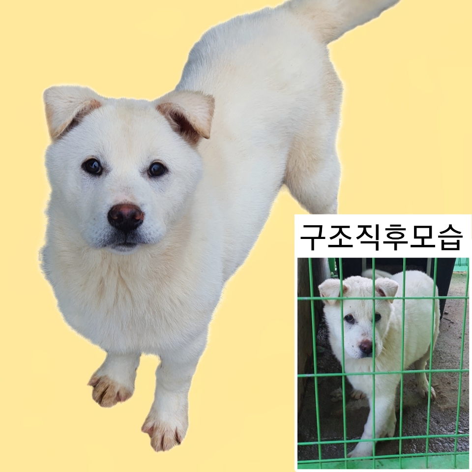 보호중 진도견의 가…
