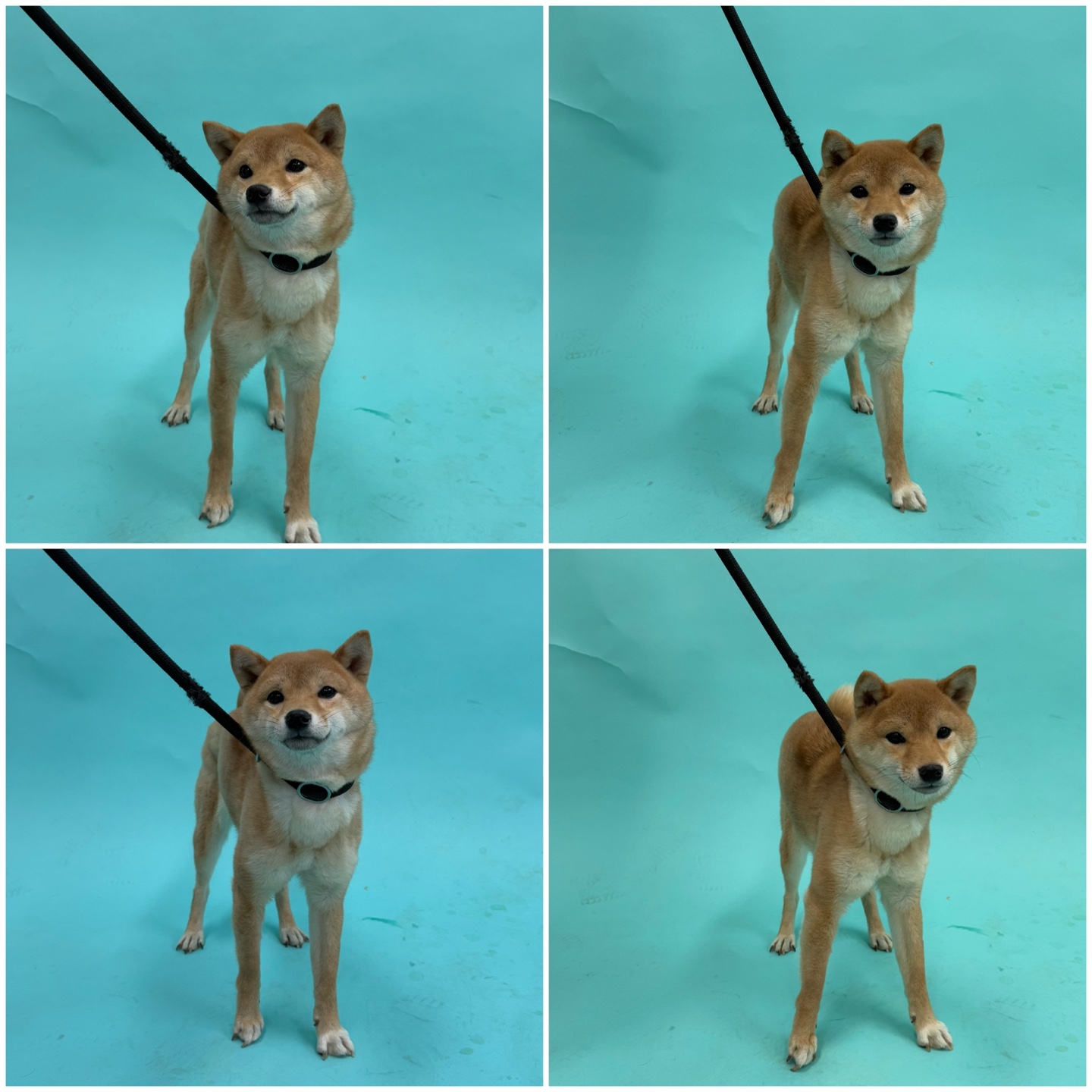 천안시 동물보호센터_444449202500116