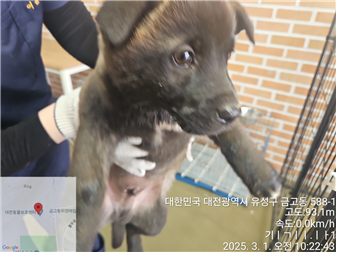 대전동물보호센터_430367202500053