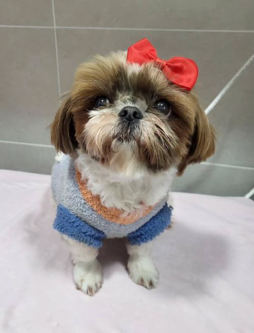 시흥동물누리보호센터_441401202500061