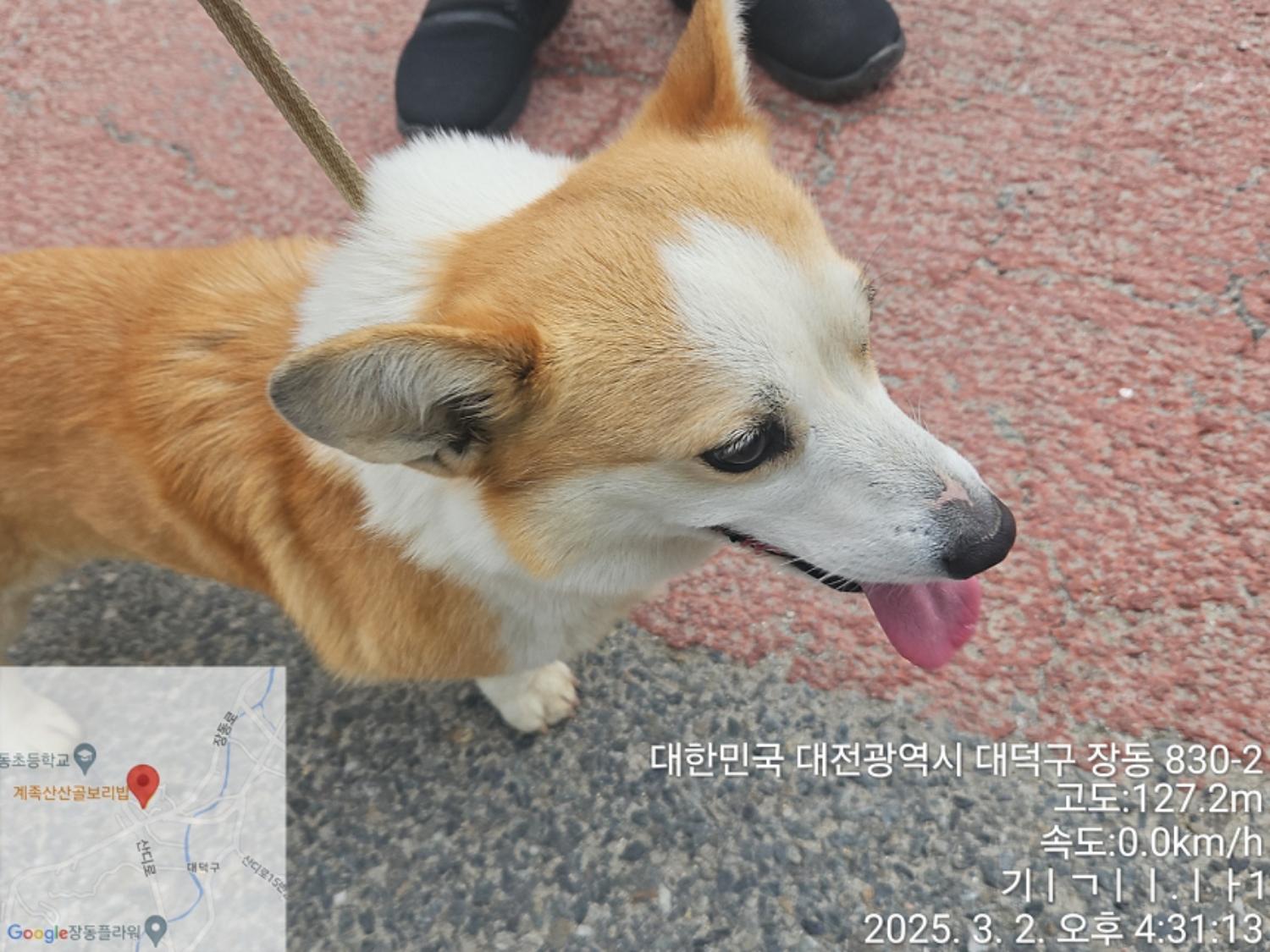 대전동물보호센터_430368202500034