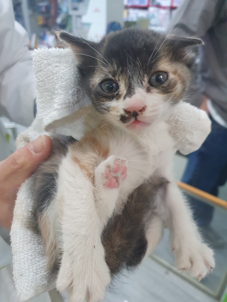펫앤쉘터동물병원_441378202500065