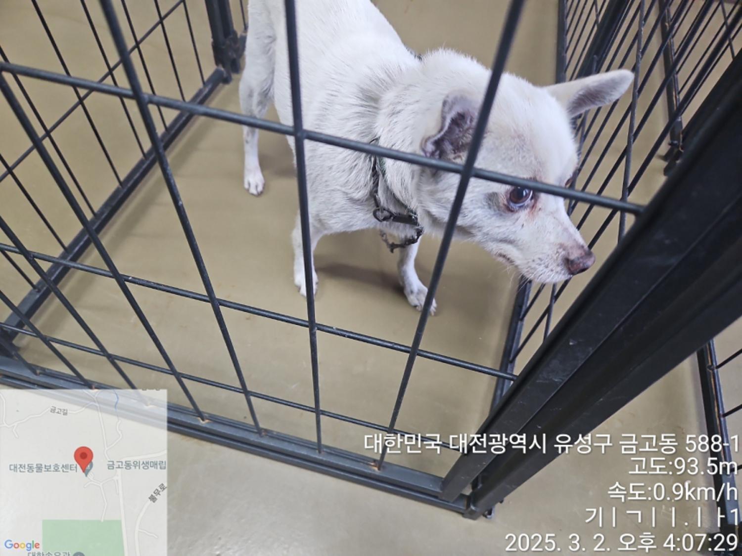 종료(반환) 진도견…