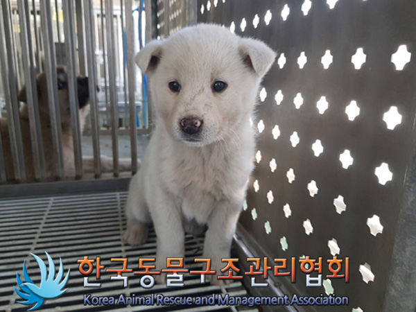 한국동물구조관리협회_441559202500086