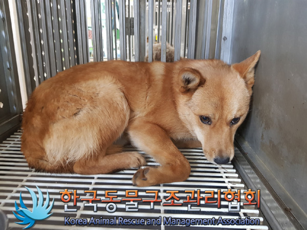 한국동물구조관리협회_441414202500085