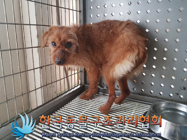 한국동물구조관리협회_441414202500086