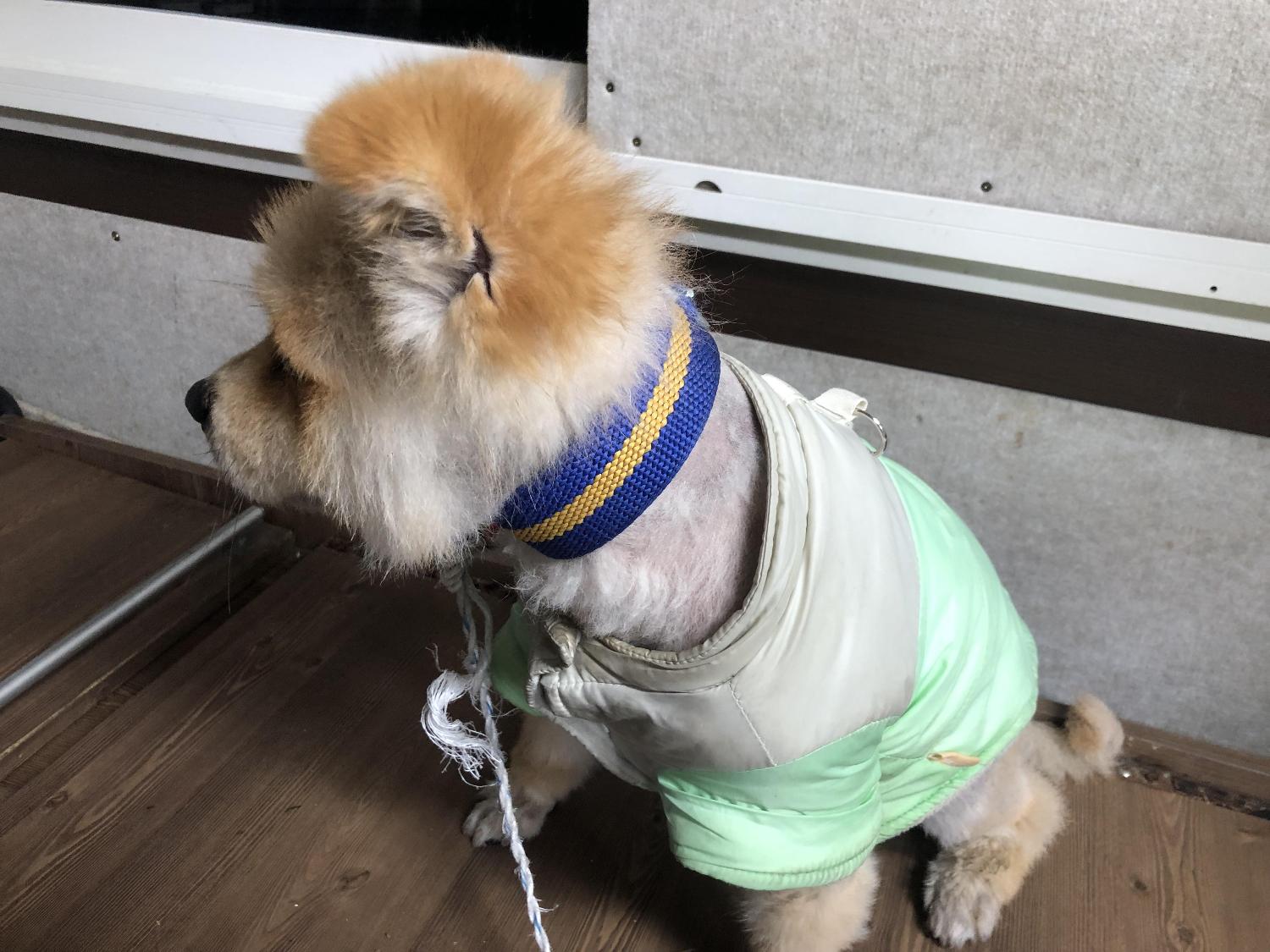 종료(반환) 포메라…