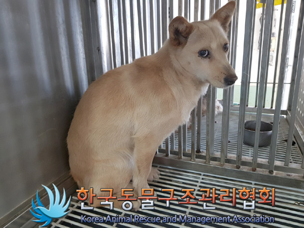 한국동물구조관리협회_441414202500084