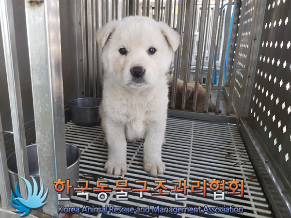 한국동물구조관리협회_441559202500085