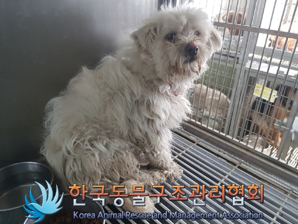 한국동물구조관리협회_441560202500196
