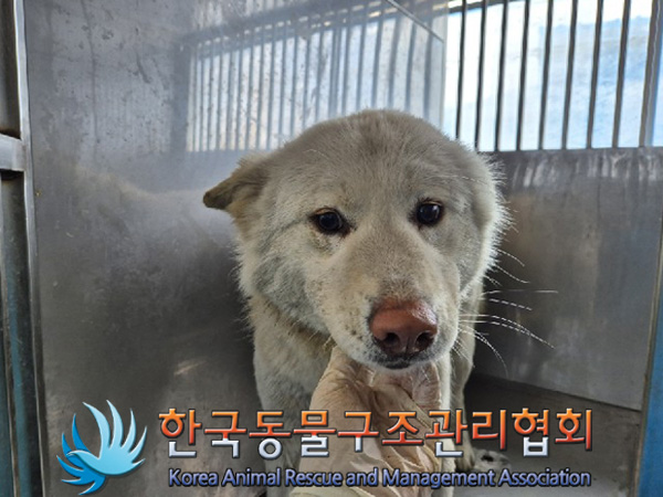 한국동물구조관리협회_441414202500089