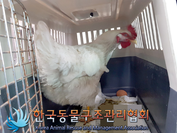 한국동물구조관리협회_411304202500052