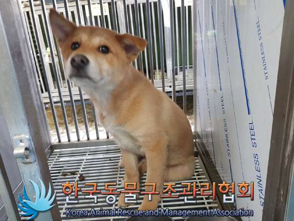 한국동물구조관리협회_441559202500090
