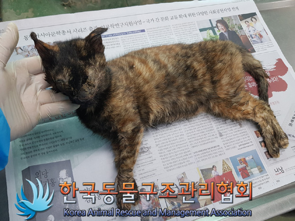 한국동물구조관리협회_411311202500031