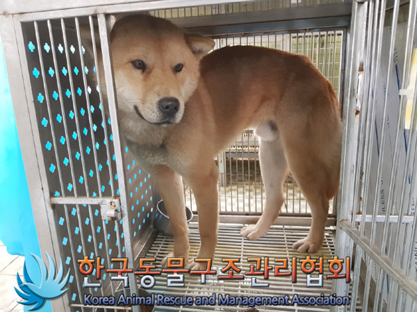 한국동물구조관리협회_441560202500198