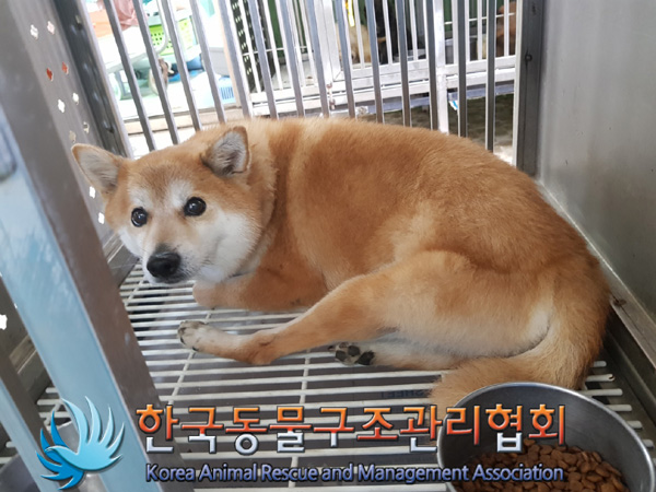 한국동물구조관리협회_411323202500098
