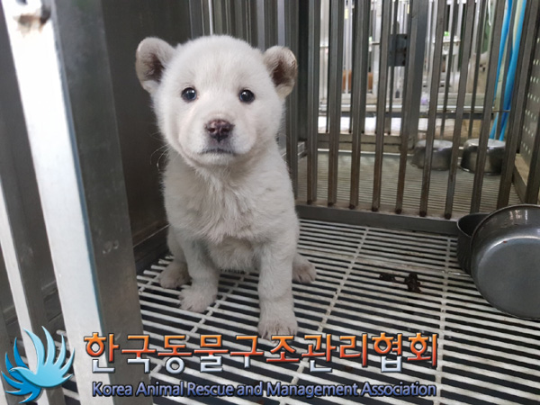 한국동물구조관리협회_441559202500088