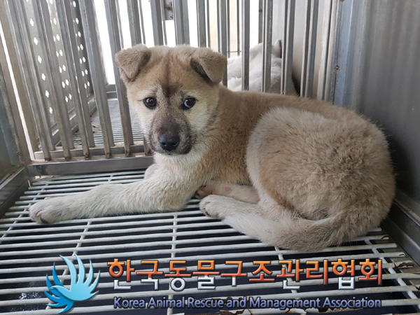 한국동물구조관리협회_411322202500014