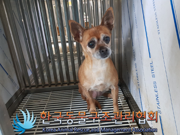 한국동물구조관리협회_441382202500037