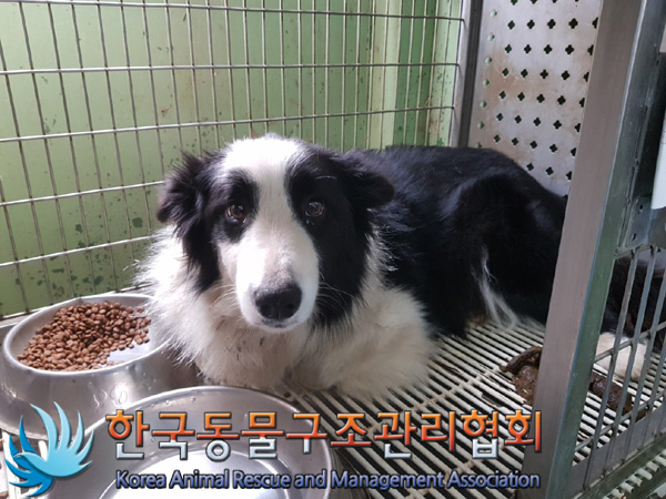 한국동물구조관리협회_441560202500193