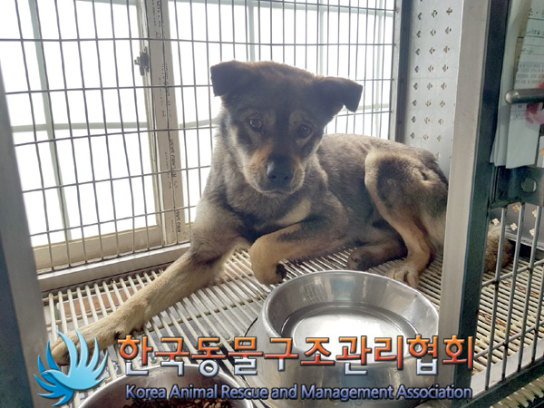한국동물구조관리협회_441559202500091
