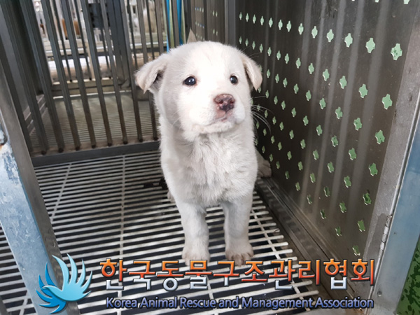 한국동물구조관리협회_441559202500087