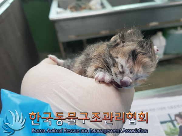 한국동물구조관리협회_411315202500061