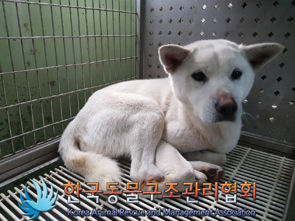 한국동물구조관리협회_441560202500194