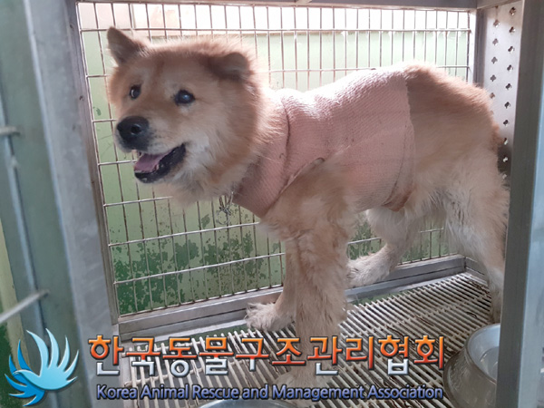 한국동물구조관리협회_411310202500047