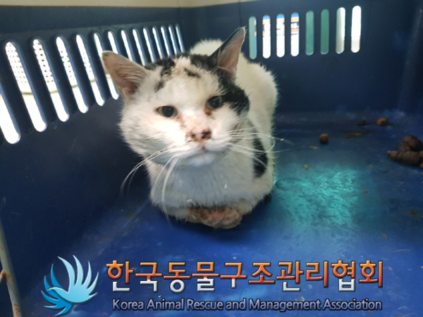 한국동물구조관리협회_441414202500090