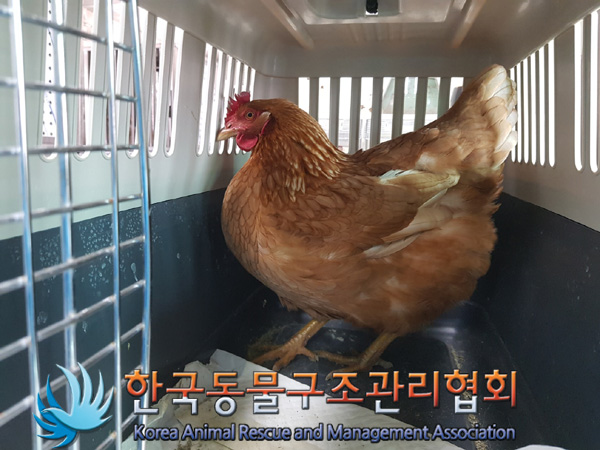 종료(안락사) 기타…