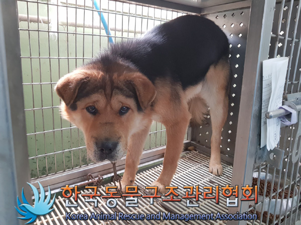 종료(반환) 믹스견…