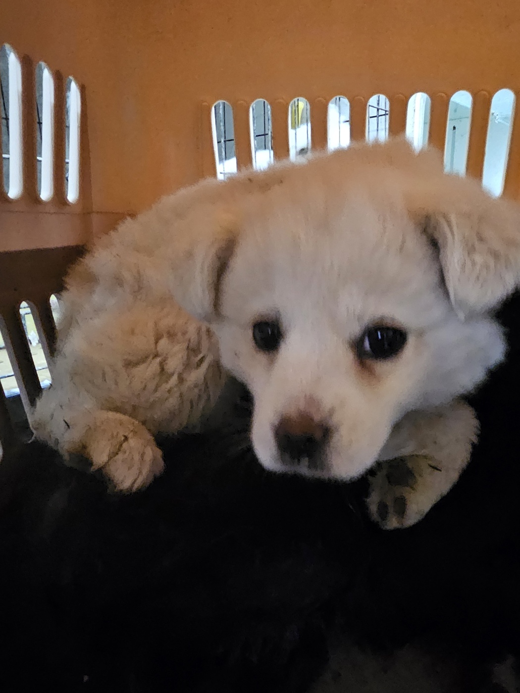 울산유기동물보호센터_431373202500164