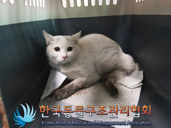 한국동물구조관리협회_411307202500016