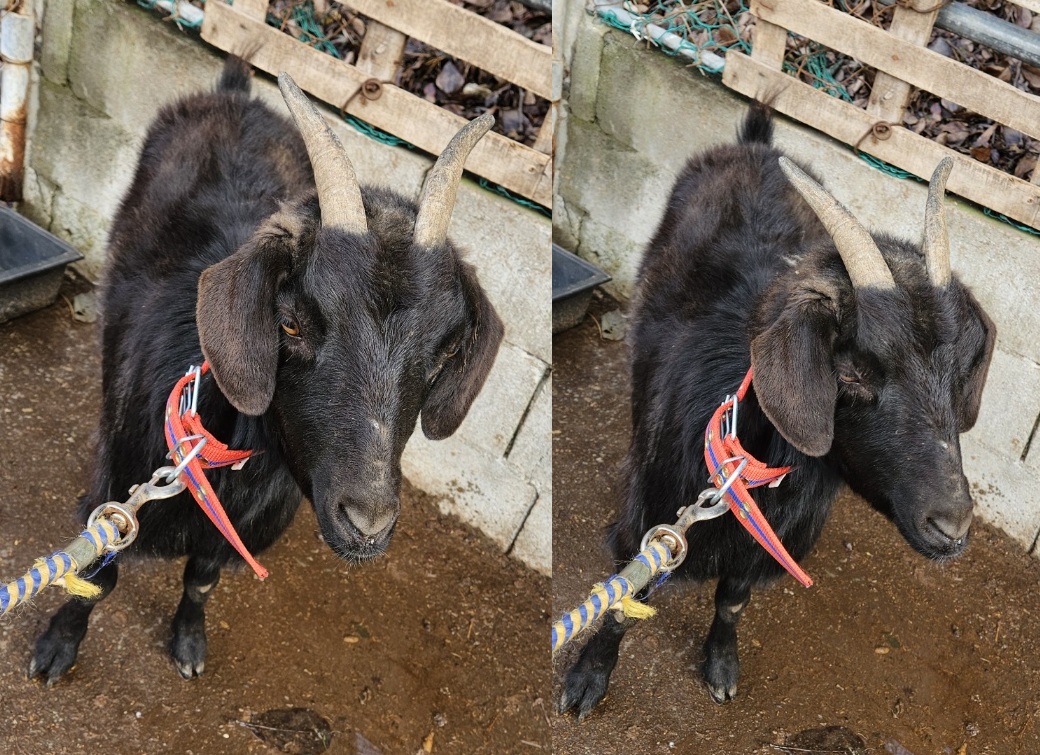 서산시 동물보호센터_444453202500223