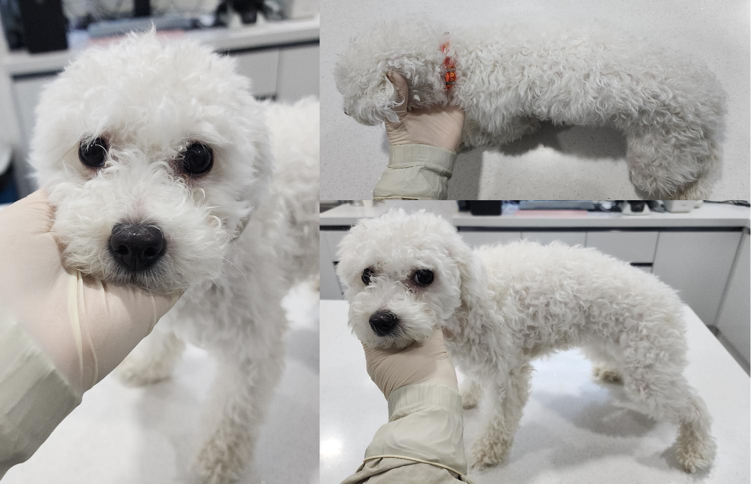 서산시 동물보호센터_444453202500224