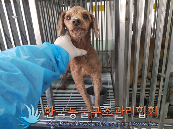 한국동물구조관리협회_411305202500036