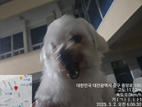 종료(반환) 말티즈…