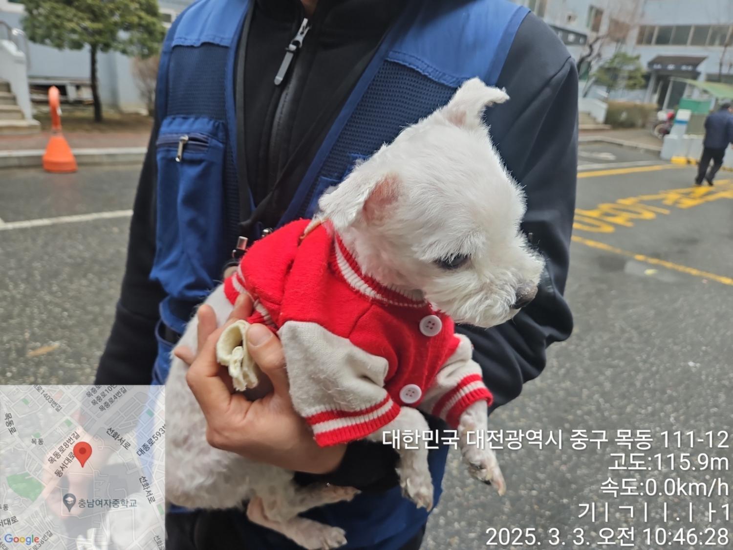 대전동물보호센터_430365202500032