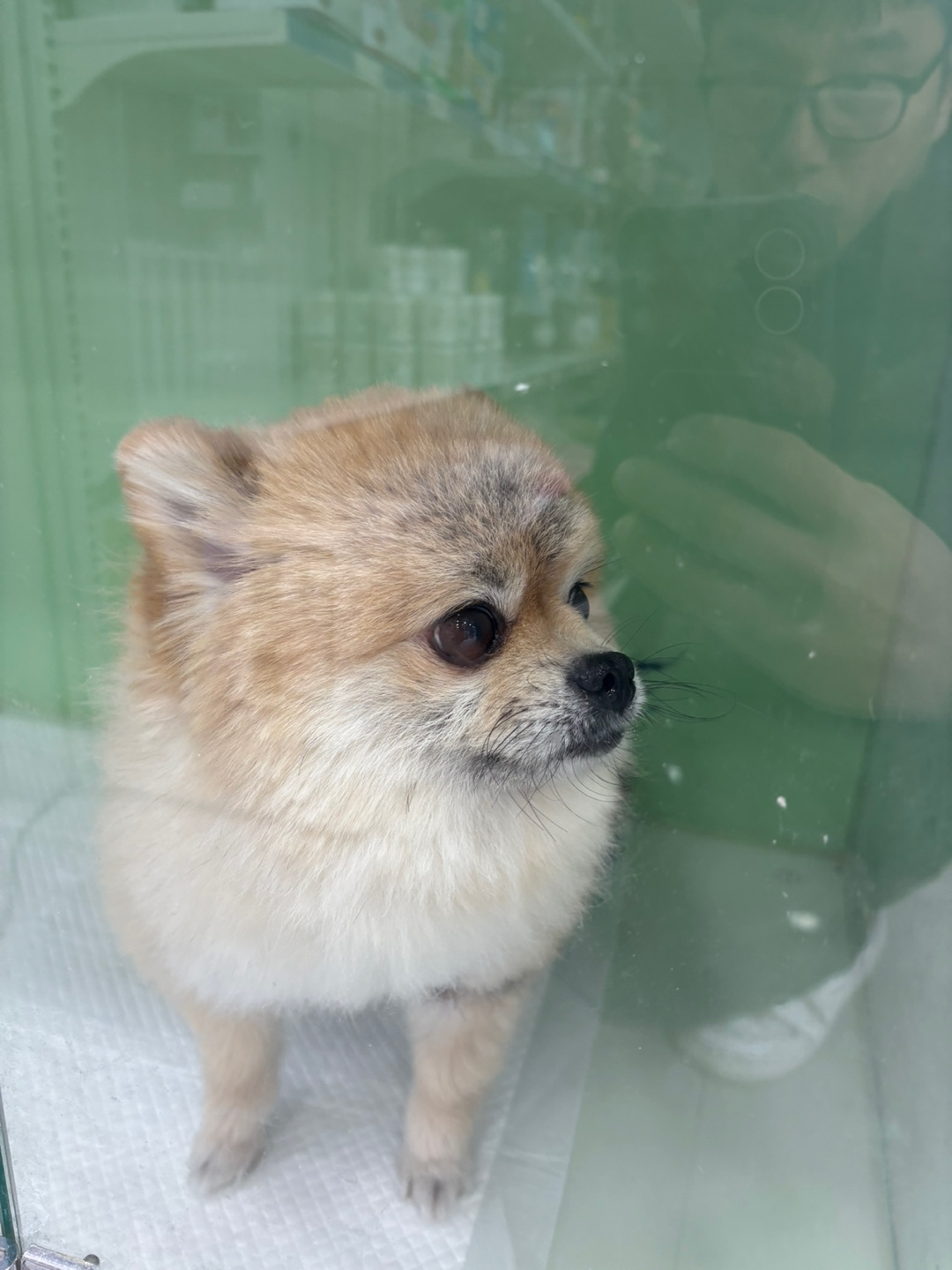 더나은동물병원_445478202500100