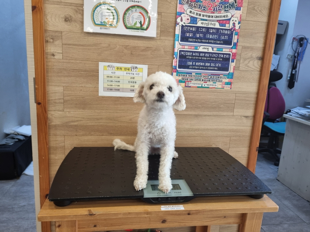 종료(반환) 비숑 …