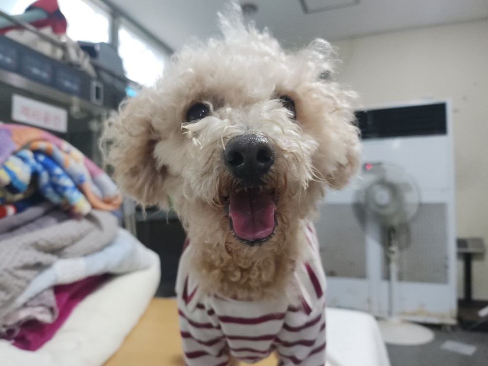 보호중 푸들의 가족…