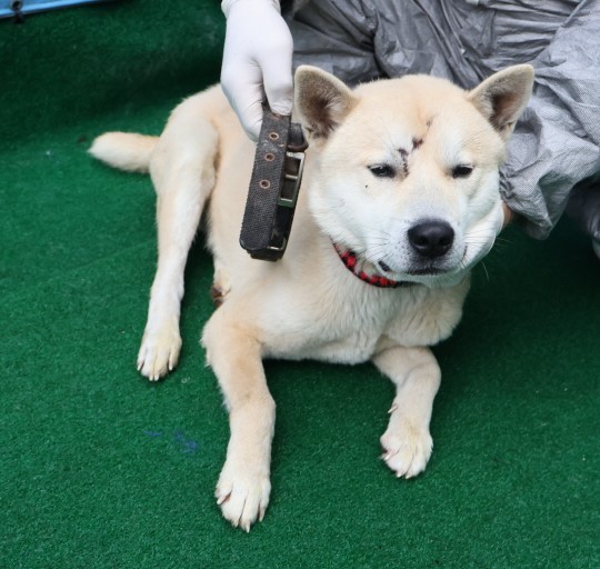 제주 동물보호센터_450650202500454