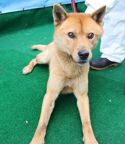 제주 동물보호센터_450650202500453