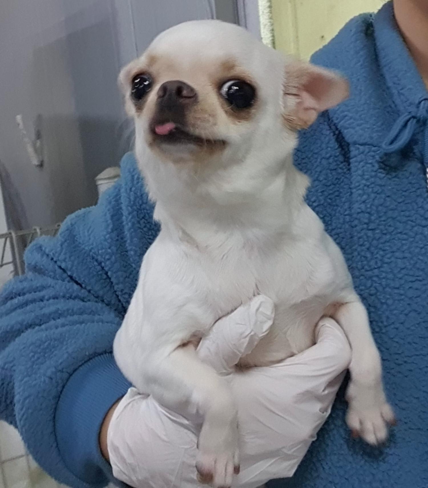 인천광역시수의사회_428351202500027