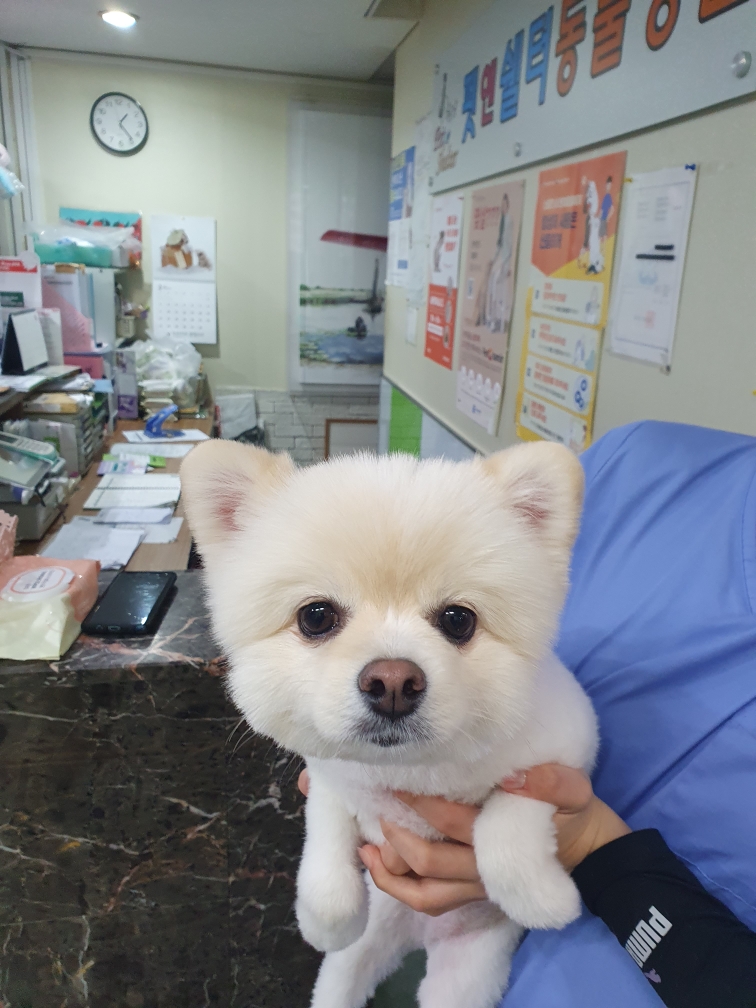 펫앤쉘터동물병원_441378202500066