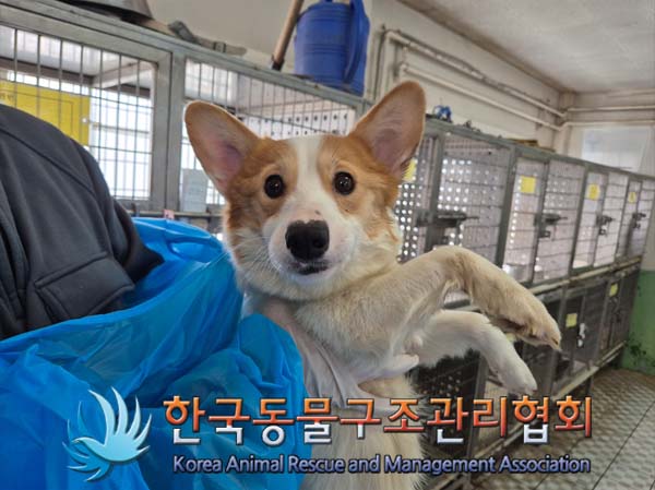 한국동물구조관리협회_441414202500091